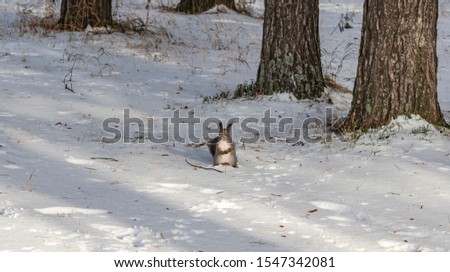 Squirrel runs through a snowy forest