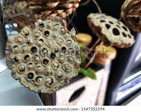 Closeup dried lotus flowers in a vase