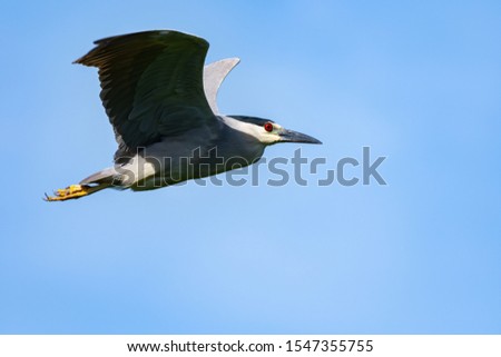 A Black-crowned Night Heron in flight agaisnt a blue sky.
