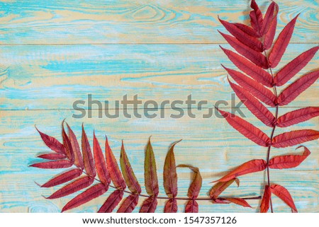 Beautiful maple leaveson . old blue and yellow wooden background. Red leaves, bright card. vintage color tone - concept of autumn leaves in fall season background. Flat lay, top view copy space