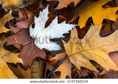 view from above.  yellow and brown oak leaves are very beautiful picture.
 on the oak leaves lies maple white foxes.  fabulously beautiful and expressive