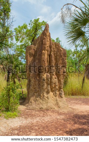 giant termite mound in the bush