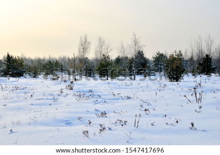Awesome winter landscape. A snow-covered path among the trees in the wild forest. Winter forest. Forest in the snow.