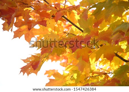Autumn leaves of Eastern Ontario Canada