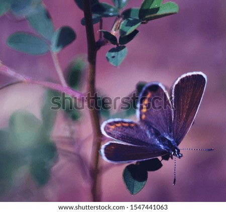 Photo of a beautiful butterfly on a purple background. Photo for postcard.