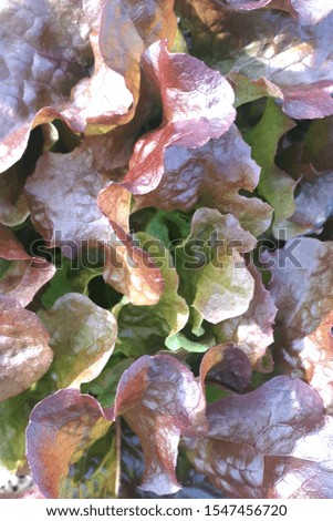 Front photography, lettuce grows in a vegetable garden. Texture vegetable