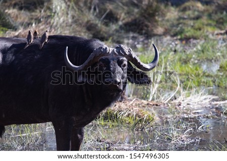Water Buffalo in Africa close to a pod for drinking. Tourism safari in Botswana, game drive with a 4x4 in the savannah during the dry season, Wildlife photography of black african buffalo family