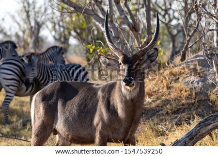 cobo, waterbuck while eating grass in the savannah, male with large antelope horns of water in Botswana during a game drive, nature photography with cobus antelopes. 