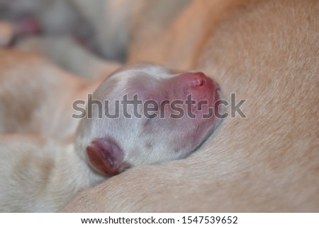 one-day old chihuahua puppy cuddled up to his mother