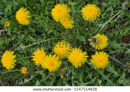 In spring, dandelion grows and blooms in nature