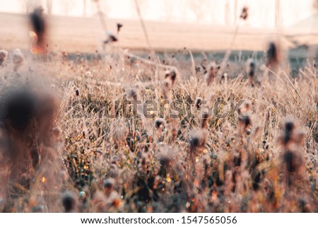 Beautiful wild nature meadow with frozen grass and flowers on a winter morning with golden sunrise light and colorful rainbow waterdrop reflections. Idyllic nature landscape 