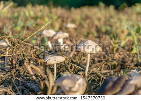 Forest mushrooms in the grass.  Mushroom photo, forest mushroom, forest mushroom photo