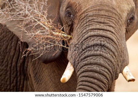 African Elephant (Loxodonta africana), Kruger National Park, South Africa.