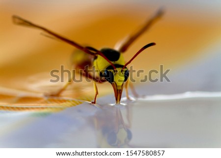 Social Wasps (Family vespidae), drinking water, Mabuasehube, Kgalagadi Transfrontier Park, Kalahari desert, South Africa.