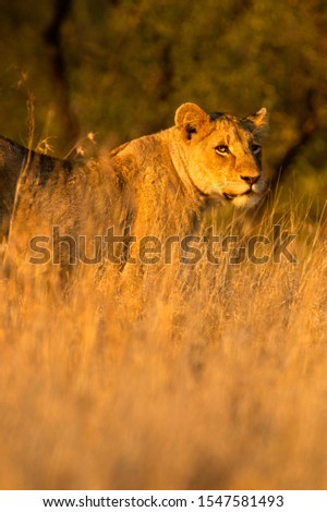African lion (Panthera leo) -  Female, Kruger National Park, South Africa.