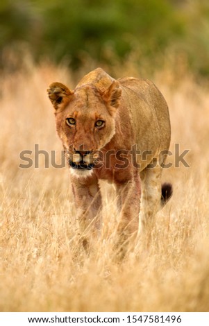 African lion (Panthera leo) -  Female, Kruger National Park, South Africa.