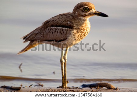 Water thick-knee (Burhinus vermiculatus), Kruger National Park, South Africa.