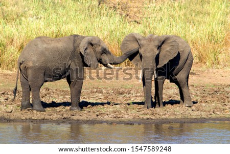 African Elephants (Loxodonta africana), in the river, Shingwedzi river,  Kruger National Park, South Africa.