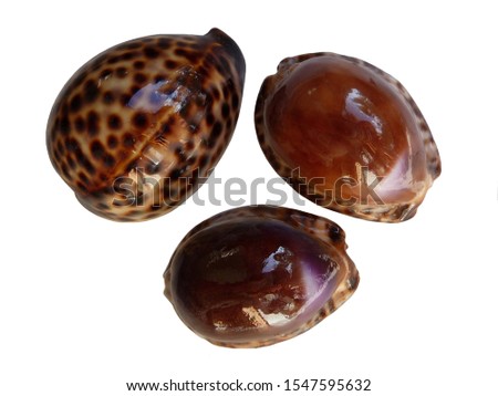 Sea shell colorful photo. Beautiful Cypraeidae sea shells isolated on a white background.