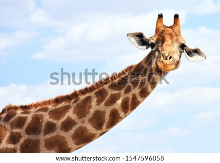 Portrait of a ruminating giraffe