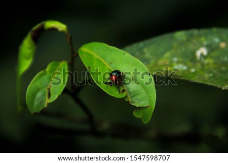 Picture of insect on a leaf 