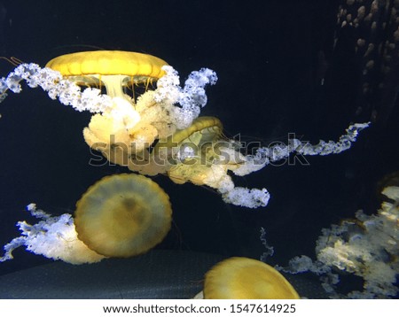 Jellyfish and sea jellies are the informal common names, Jellyfish are mainly free-swimming marine animals with umbrella-shaped