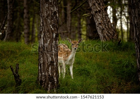 Picture of a young deer in the forest in the fall. Shot at the Waterleidingduinen in The Netherlands