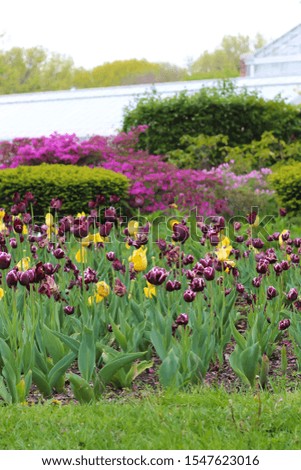 Yellow and Purple tulip garden in a park