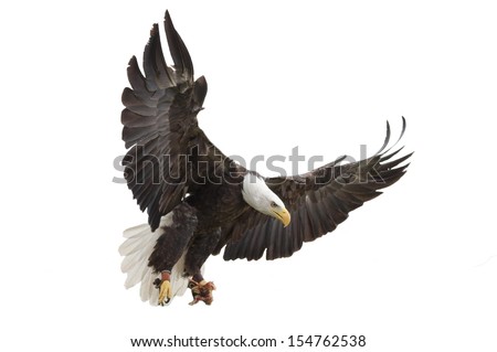 North American Bald Eagle on white background