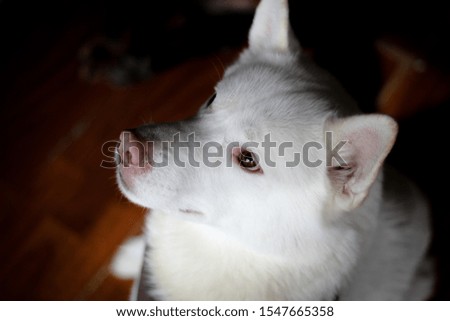 Close-up of a pure bred white Siberian Husky