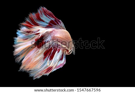 Betta Siamese fighting fish, Colorful beautiful of half moon long delta tail and capture moving moment of fish isolated on black background