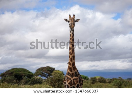 Beautiful shot of giraffe looking curiously at the camera. Daytime with part cloudy sky. Tsavo East National Park, Kenya -Image