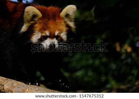 wild animal red panda close up