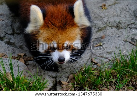 wild animal red panda close up