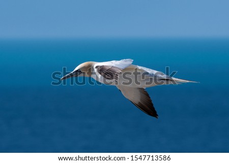 close-up of gannet against sea