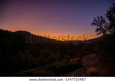 Sunset though trees. Sunset scapes. Evening. Night nature photography