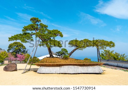 Big Bonsai Means potted plant is named Houou No Matsu at Atami city in Shizuoka prefecture in Japan. With Blue sky and small cloud.