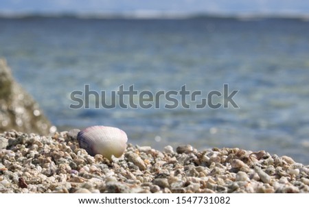 Seashell on pebble beach with ocean backdrop