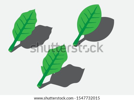 vector of three leaves with a shadow
