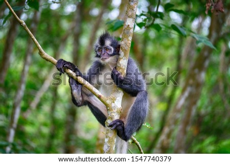 Thomas Leaf Monkey , the wild monkey at the tropical forest in Bukit Lawang , north sumatera , Indonesia Royalty-Free Stock Photo #1547740379