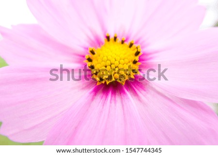 This flower is cosmos.　Scientific name is Cosmos.