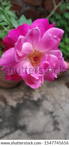 Pink rose flowers in raining time pics 
