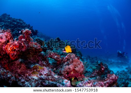 A longnose butterfly fish swimming over the reef in Tonga