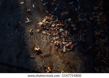 I went on an a late afternoon walk with leica Q, and the light hitting leaves on the pavement captured my eye. I love the sense of moodiness and contrast captured in this picture.