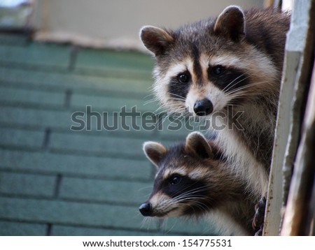 A Pair of Raccoons