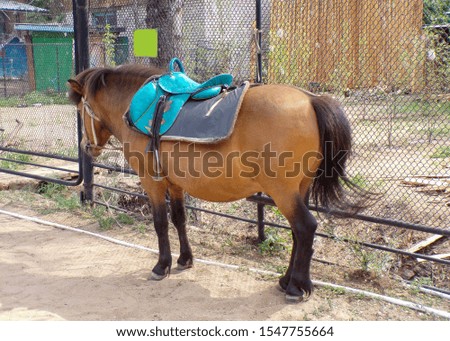 Beautiful pony with saddle for riding. 