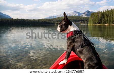Boston Terrier in Kayak