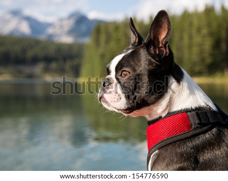 Boston Terrier Profile with Lake and Mountains in Background