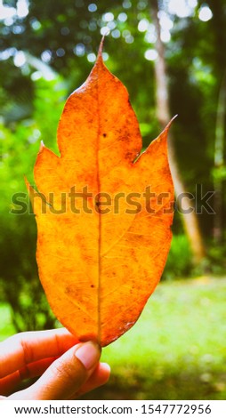 Autumn leaves, October red -yellow -orange leaf on old floor ,macro image ,sweet color ,nature background 