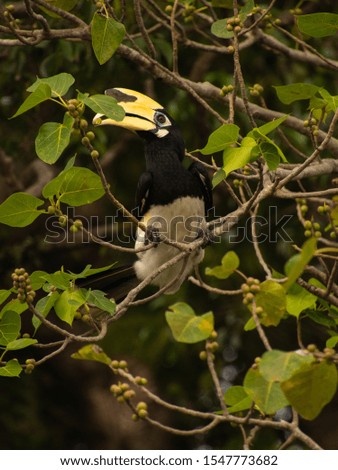 Toucans, bird in tree. Nature, wildlife